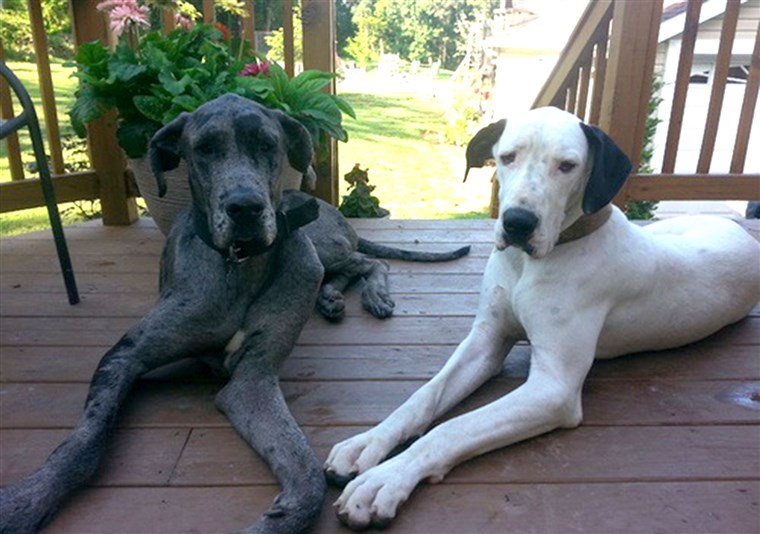 Duke, left, and Snowy, right, are the proud parents of 19 Great Dane puppies born Oct. 26-27 in a singe litter. 