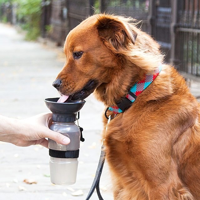 Anjing Bowl Water Bottle