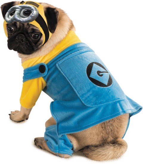 에이 minion is the perfect pet costume for a big-eyed pug