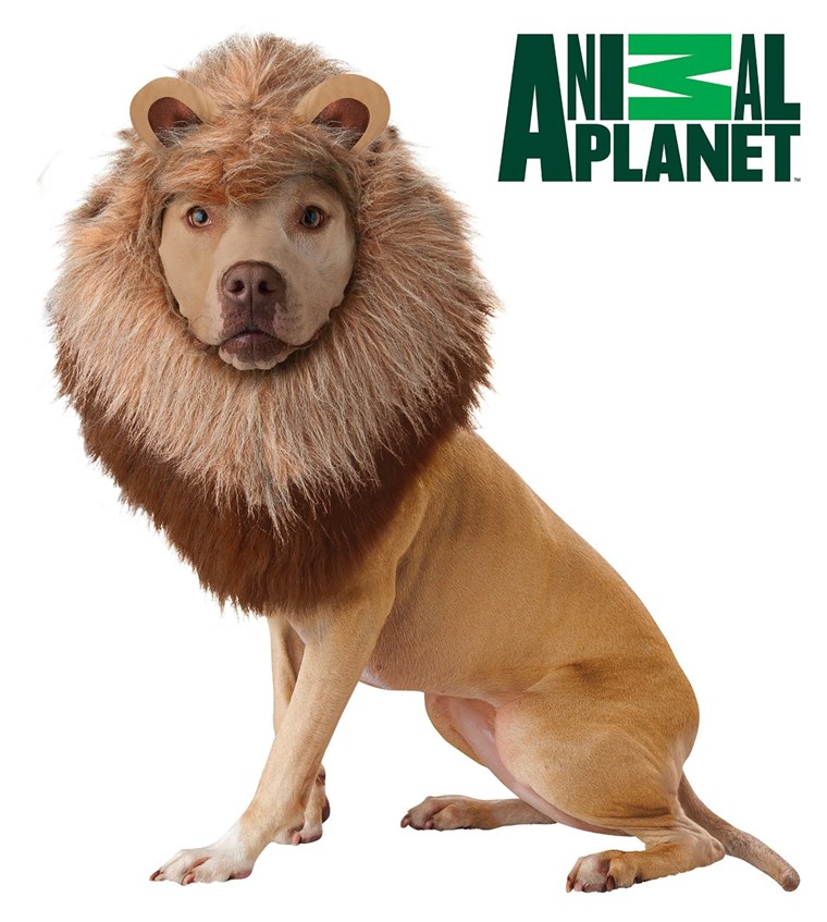 남자 이름 The Lion May Be Inspiring Consumers to buy Lion Halloween Costumes For Their Dog