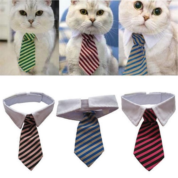 할로윈 costumes for cats are popular. This business tie option is a simple but effective choice.