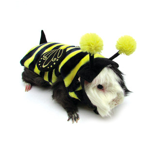 작은 pets like guinea pigs can celebrate Halloween too with fun, cute costumes
