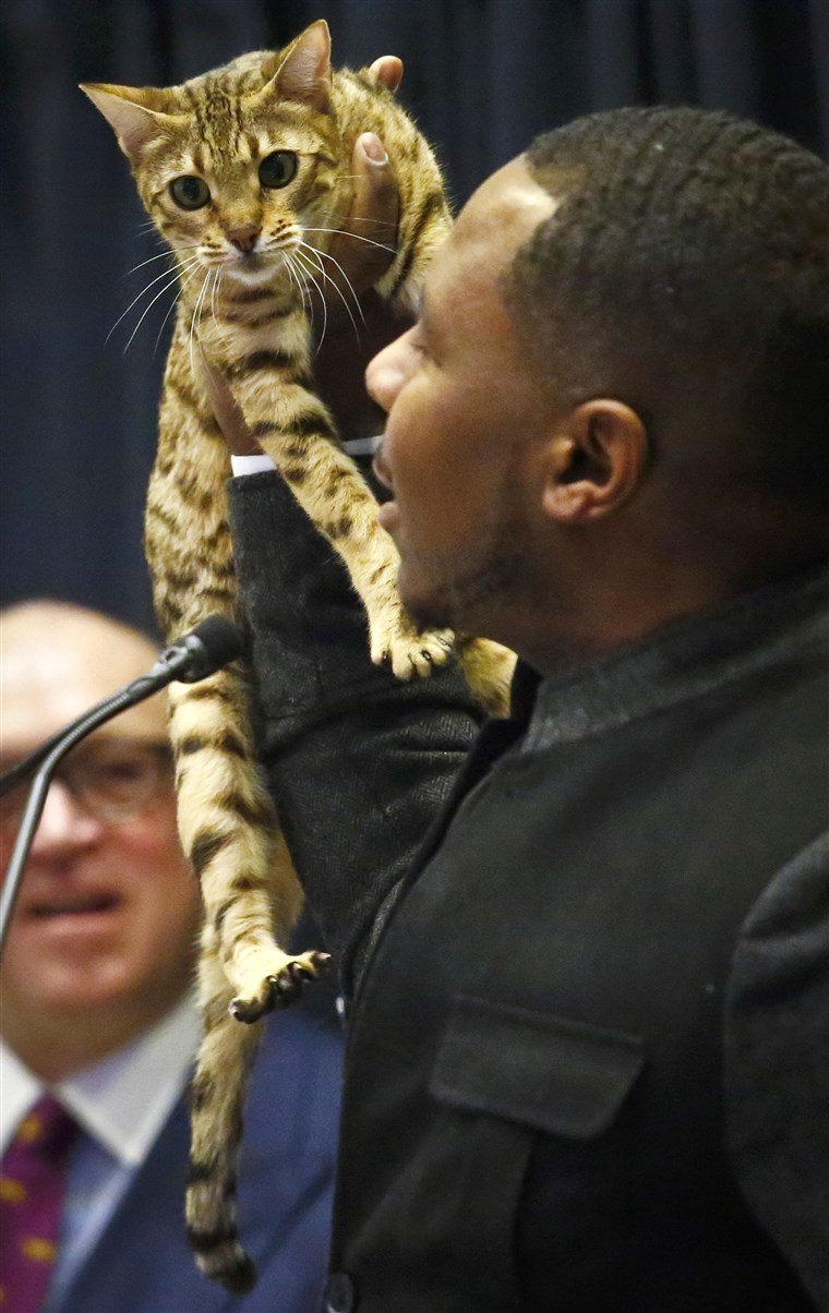 Anthony Hutcherson shows off a Bengal Cat during a press conference, Monday Jan. 30, 2023, in New York