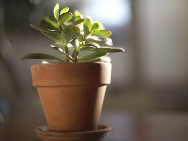 Giok plant, indoor plants, houseplants, the best indoor plants