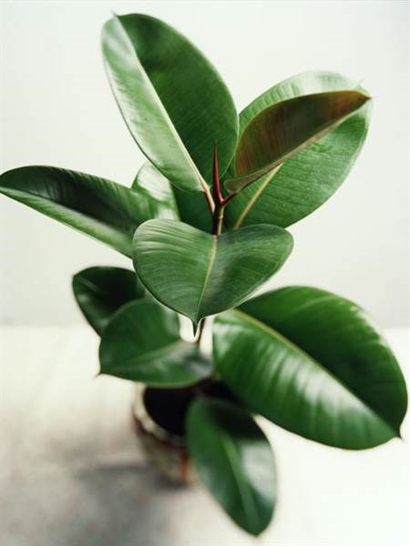 Karet tree, indoor plants, houseplants, the best indoor plants