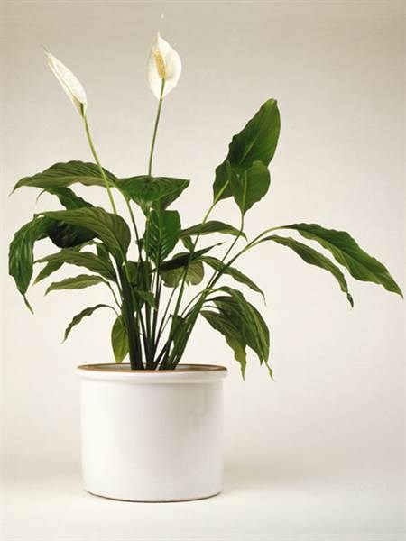 Perdamaian lily, indoor plants, houseplants, the best indoor plants