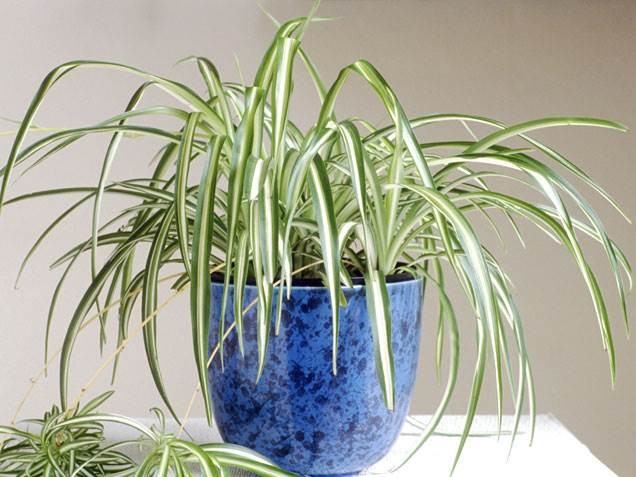 Ragno plant, indoor plants, houseplants, the best indoor plants
