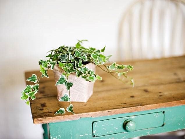 Inggris ivy, indoor plants, houseplants, the best indoor plants