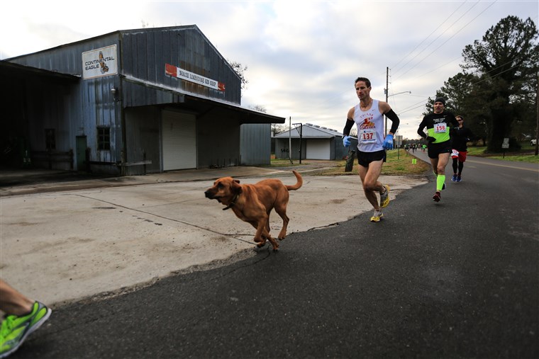 루디 빈 the dog runs in the inaugural Elkmont Half Marathon.
