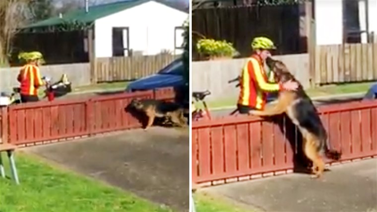 에이 mailman in Tauranga, New Zealand, takes a break to play with a dog.