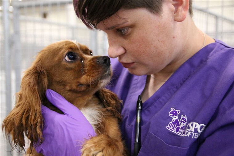 SPCA of Texas puppy mill bust