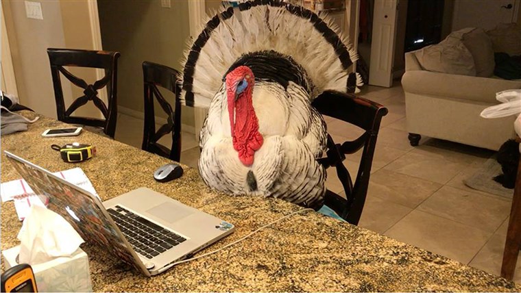 앨버트 the turkey rescued from meat farm is now living a comfortable life