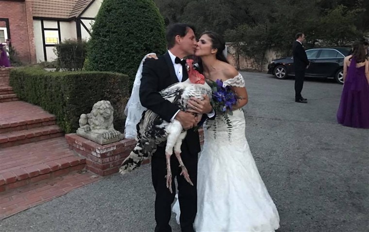 터키 rescued from meat farm becomes wedding guest of honor