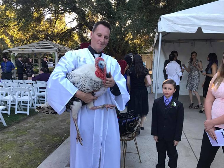 터키 rescued from meat farm becomes wedding guest of honor