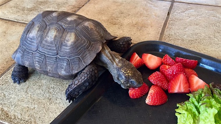 착한 애 turtle owned by Minnesota woman for 56 years eats strawberries and turtles