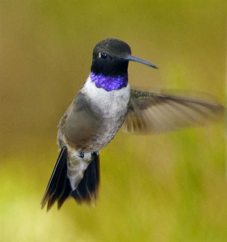 A mature male black-chinned hummingbird resides in Sedona, Ariz., from March through September, then migrates to its winter home in southern Mexico.