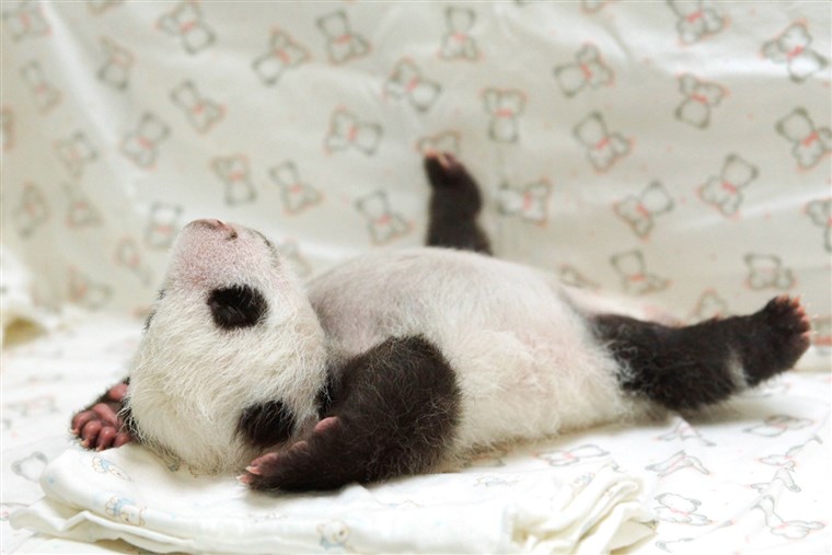 어디에's the camera? The panda cub sprawls out on her blanket.