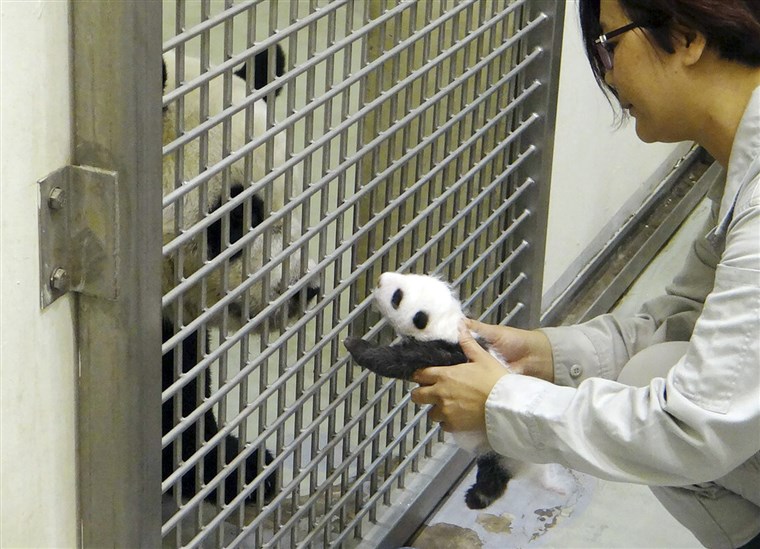 에이 Taipei Zoo staff worker reunites the cub with her mom...