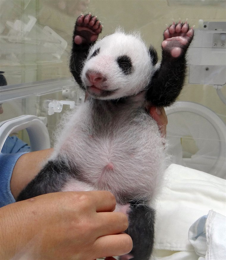 그만큼 panda cub gets an exam. Is that a smile?