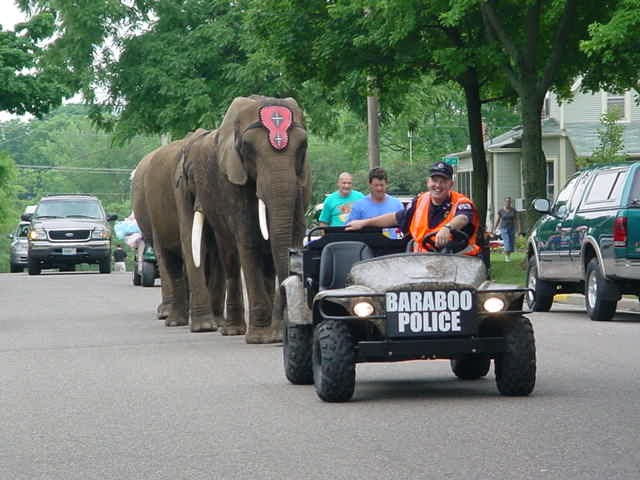 象 walks down street in parade
