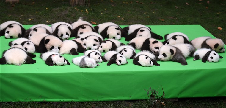 영상: 23 Giant Panda Cubs Make Debut In Chengdu