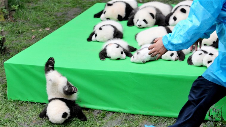 画像： 23 Giant Panda Cubs Make Debut In Chengdu