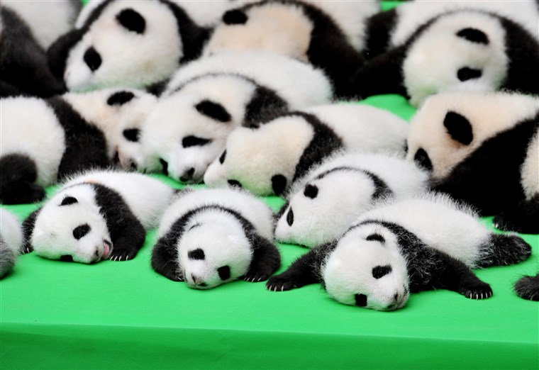 画像： 23 Giant Panda Cubs Make Debut In Chengdu