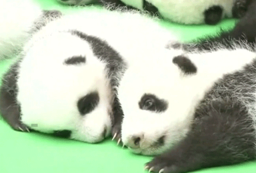 판다 snuggling at the Chengdu Research Base of Giant Panda Breeding in China.