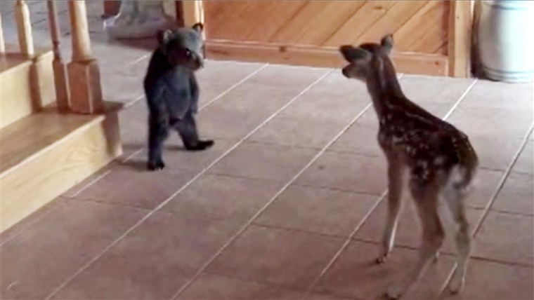 곰 cub meets deer