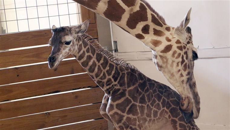 4月 the giraffe names calf