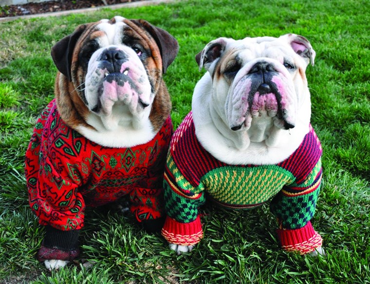 ワオ、 who even knew you could buy ugly holiday sweaters for dogs?