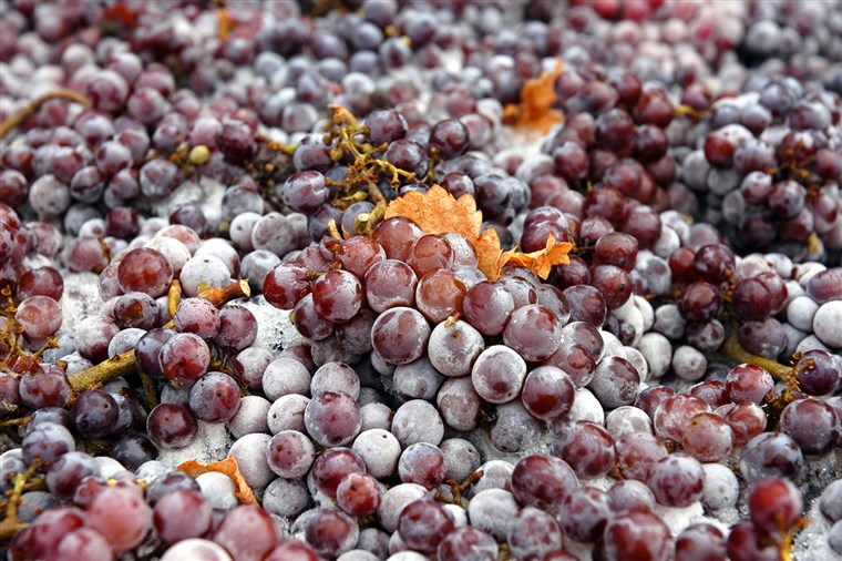 겨울 왕국 Pinot Gris grapes